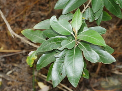 Olearia avicenniifolia