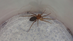 Mesiotelus mauritanicus