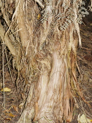 Olearia avicenniifolia