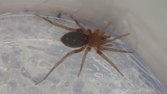 Mesiotelus mauritanicus