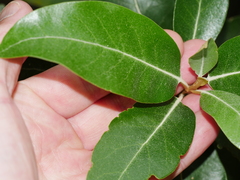 Olearia avicenniifolia