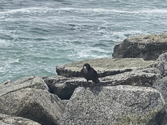 Cinclodes nigrofumosus