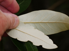 Olearia avicenniifolia