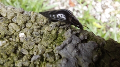 Blapida okeni