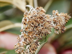 Olearia avicenniifolia