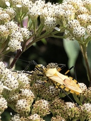 Zelus armillatus
