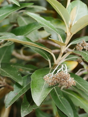 Olearia avicenniifolia