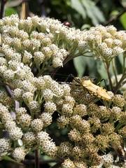 Zelus armillatus