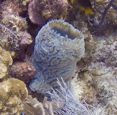 Callyspongia plicifera