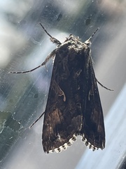 Autographa