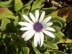 Dimorphotheca fruticosa