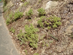 Dimorphotheca fruticosa