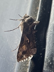 Autographa