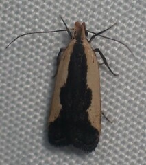 Dichomeris inserrata