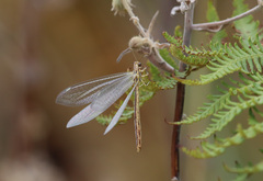 Macronemurus appendiculatus