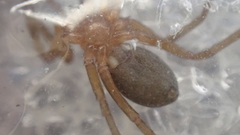Mesiotelus mauritanicus