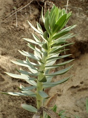 Euphorbia rigida