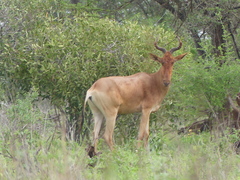 Alcelaphus buselaphus cokii
