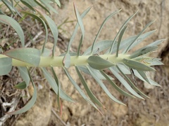 Euphorbia rigida