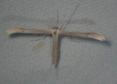 Hellinsia lacteodactylus