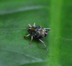 Zygopini