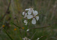 Diplotaxis erucoides