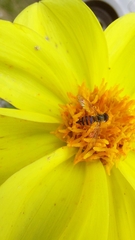 Toxomerus