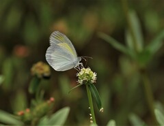 Eurema daira