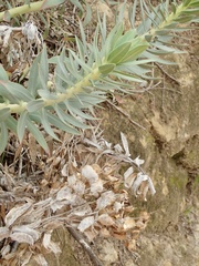 Euphorbia rigida
