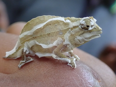 Rieppeleon brevicaudatus