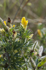 Chamaecytisus austriacus