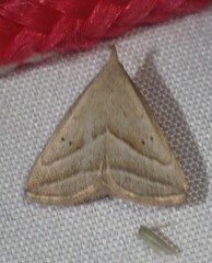 Macrochilo absorptalis