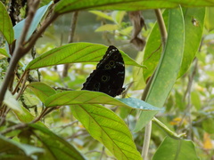 Morpho achilles