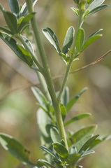 Chamaecytisus austriacus