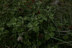 Cistus