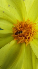 Toxomerus