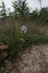 Diplotaxis erucoides