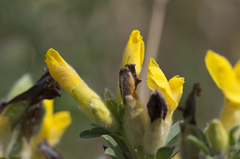 Chamaecytisus austriacus