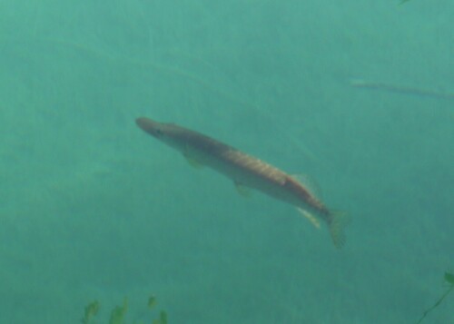 Štuka (Esox lucius)