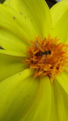 Toxomerus