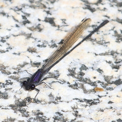 Argia tezpi