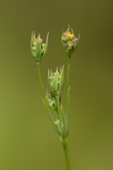Bupleurum affine