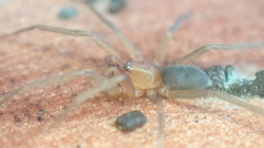 Mesiotelus mauritanicus
