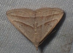 Macrochilo absorptalis