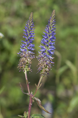 Veronica orchidea