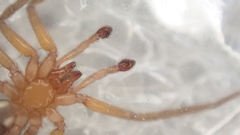 Mesiotelus mauritanicus