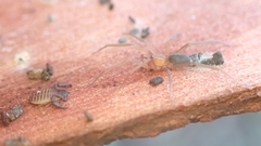Mesiotelus mauritanicus