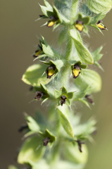 Sideritis montana