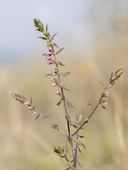 Odontites vulgaris