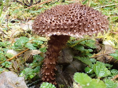 Lepiota calcicola